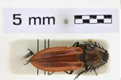 Foto (Dorsalansicht) von Anostirus cerrutii (NHMW-ZOO-COL-0008648)